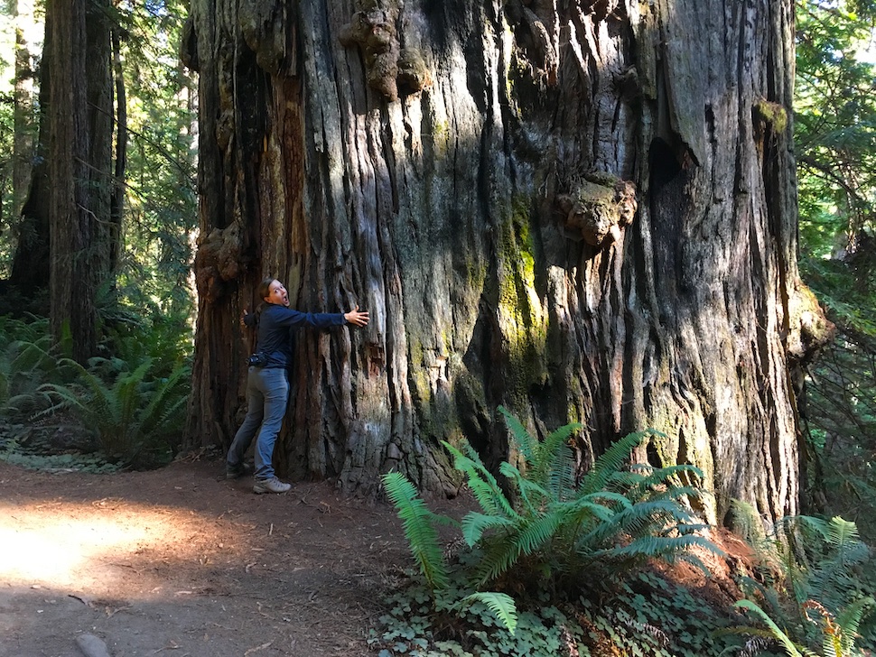 Hiking The Redwoods: Fern Canyon Trail - Park Chasers