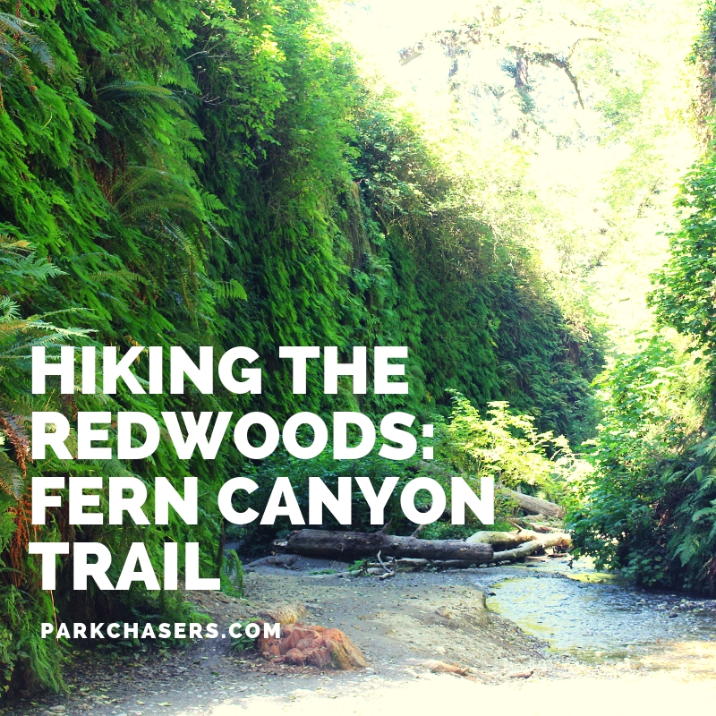 Hiking The Redwoods: Fern Canyon Trail - Park Chasers