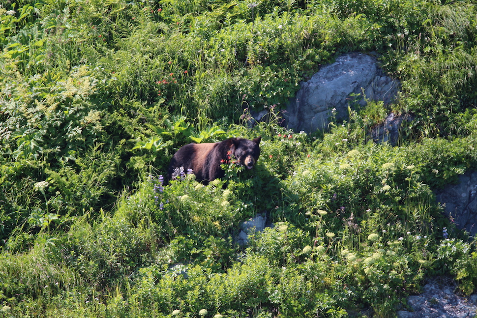 5 Best Places To See Wildlife In Kenai Fjords National Park - Park Chasers