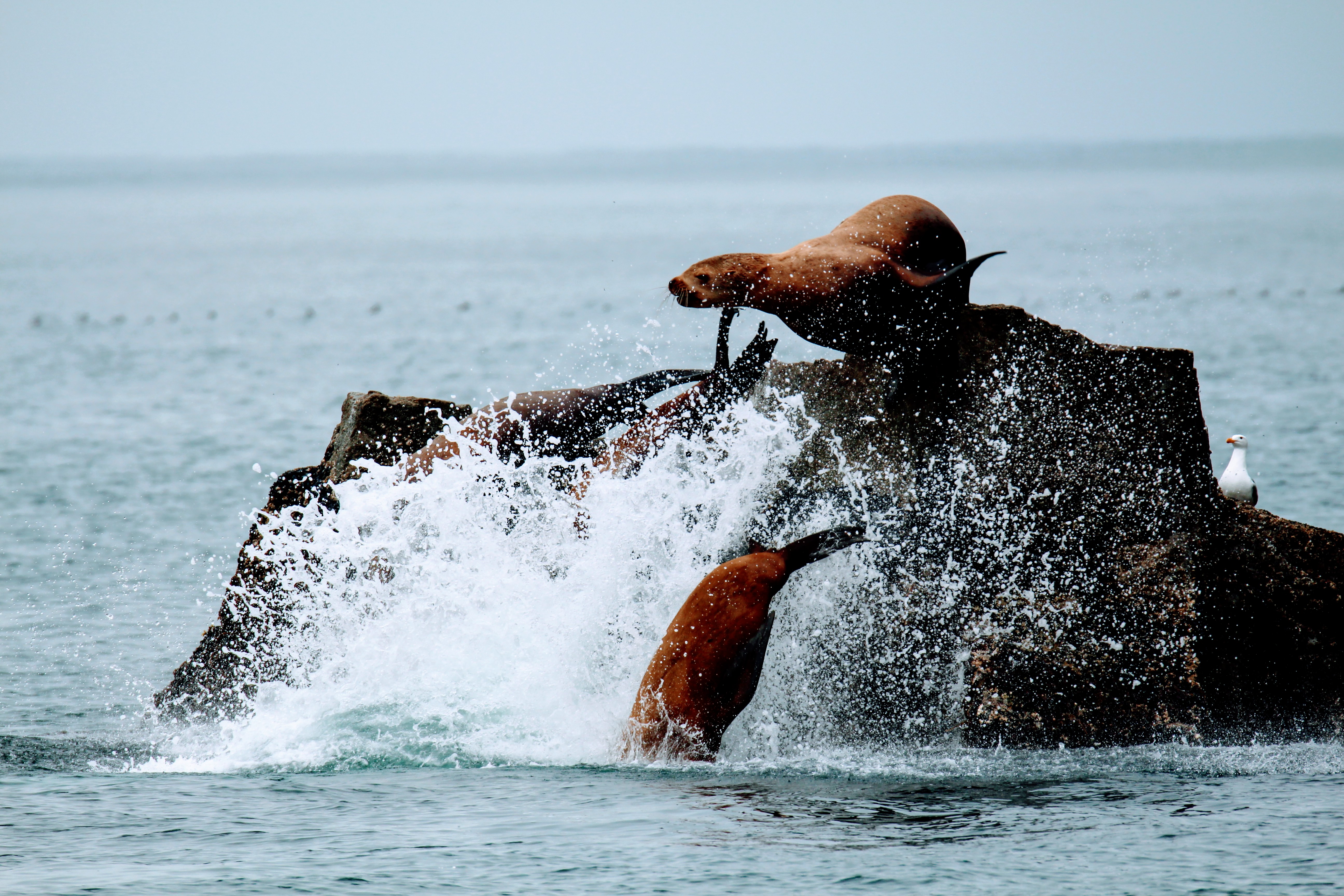 5 Best Places To See Wildlife In Kenai Fjords National Park - Park Chasers