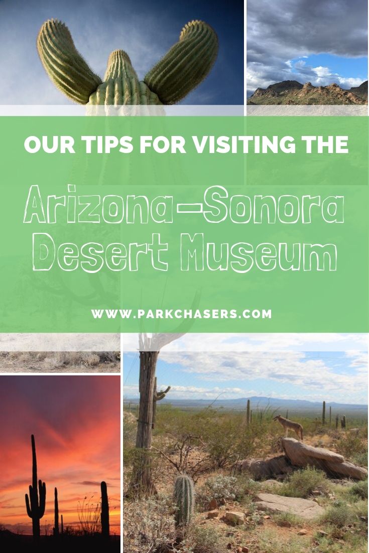 Visiting The Arizona-Sonora Desert Museum In Tucson - Park Chasers